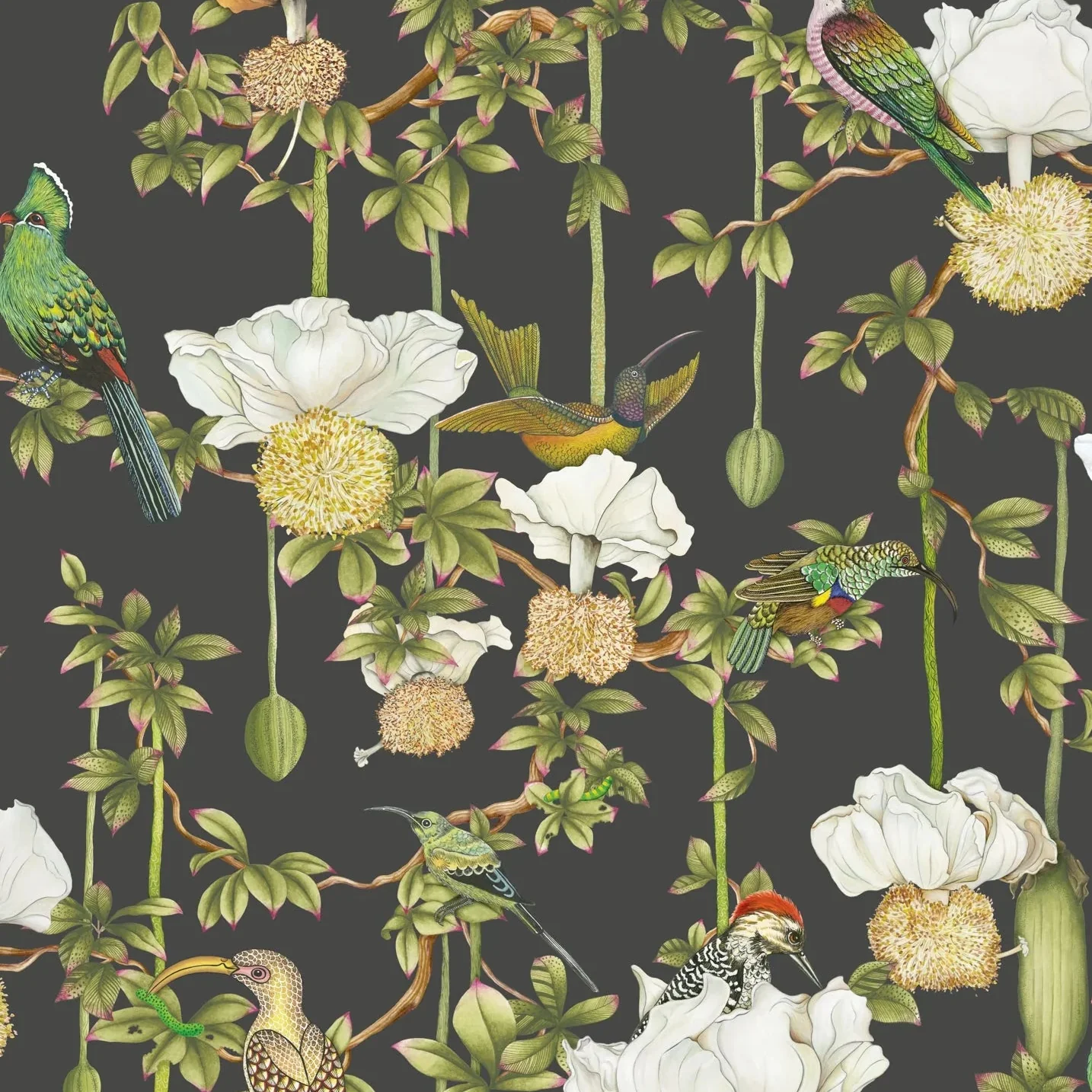 Carta da Parati “Baobab Botanica grigio scuro" | COLE & SON ARDMORE BAOBAB