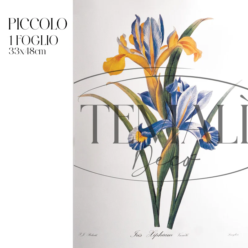 Dècoupage Botanical Vintage - Iris - Image 4