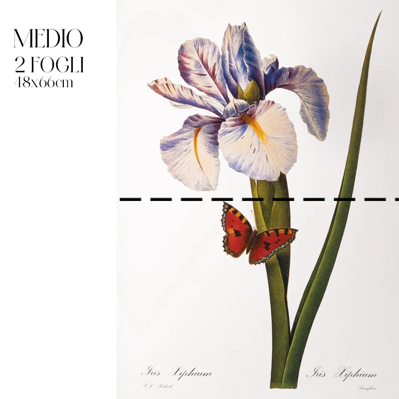 Dècoupage Botanical Vintage - Iris con Farfalla - Image 3