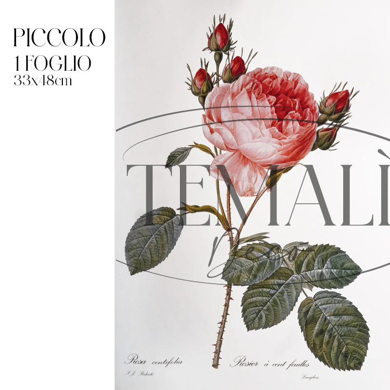 Dècoupage Botanical Vintage - Rosa Centifoglia - Image 4