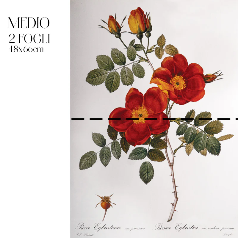 Dècoupage Botanical Vintage - Rosa Eglanteria - Image 3