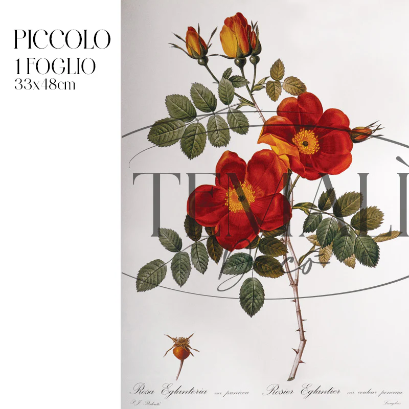 Dècoupage Botanical Vintage - Rosa Eglanteria - Image 4