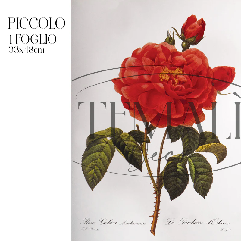 Dècoupage Botanical Vintage - Rosa Gallica - Image 4
