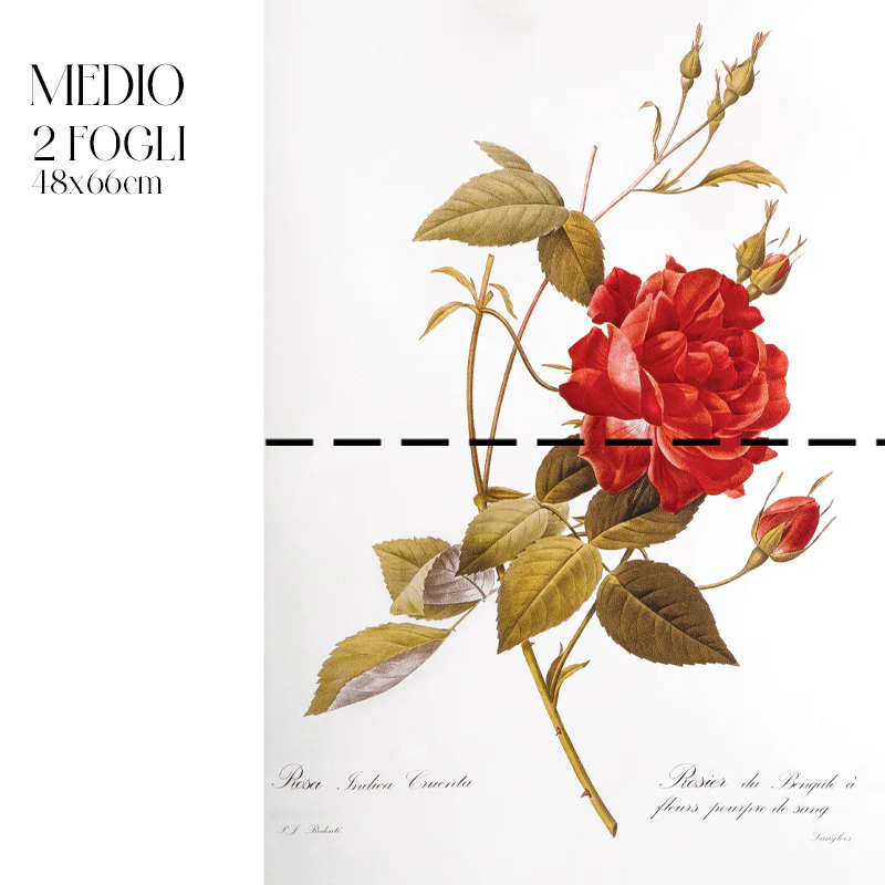 Dècoupage Botanical Vintage - Rosa Indaca - Image 3