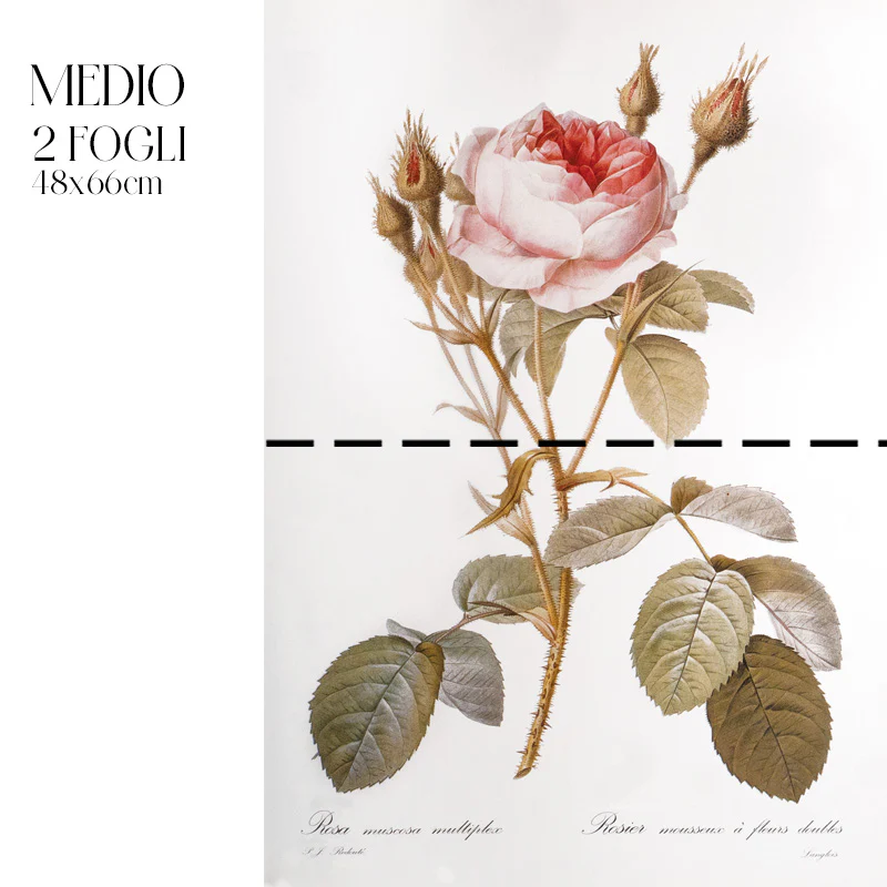 Dècoupage Botanical Vintage - Rosa Muscosa - Image 3