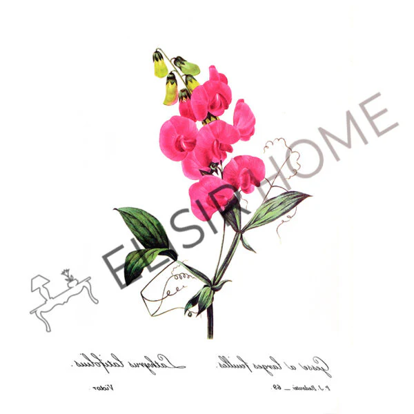 Stampa Trasferibile “BOTANICA, ORCHIDEA” 28×40 cm - Image 2