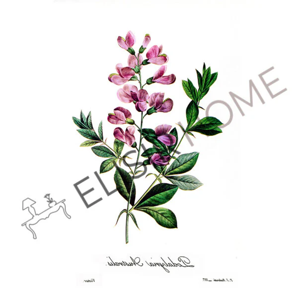 Stampa Trasferibile “BOTANICA, PODALYRIA” 28×40 cm - Image 2