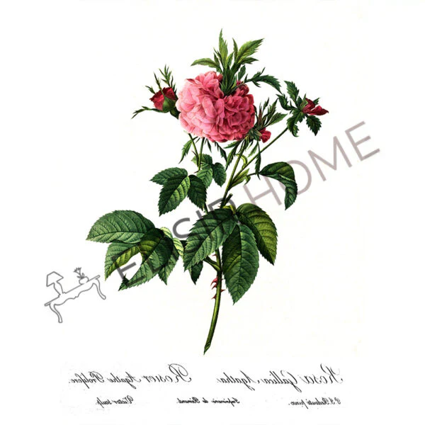 Stampa Trasferibile “BOTANICA, ROSA GALLICA” 28×40 cm - Image 2