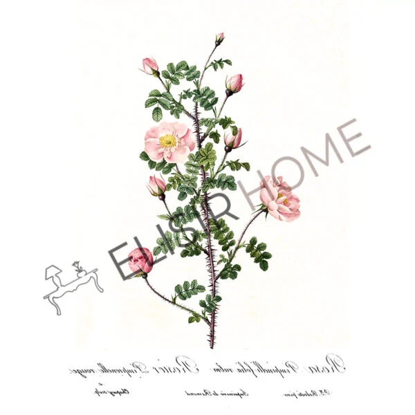 Stampa Trasferibile “BOTANICA, ROSA PIMPINELLI” 28×40 cm - Image 2